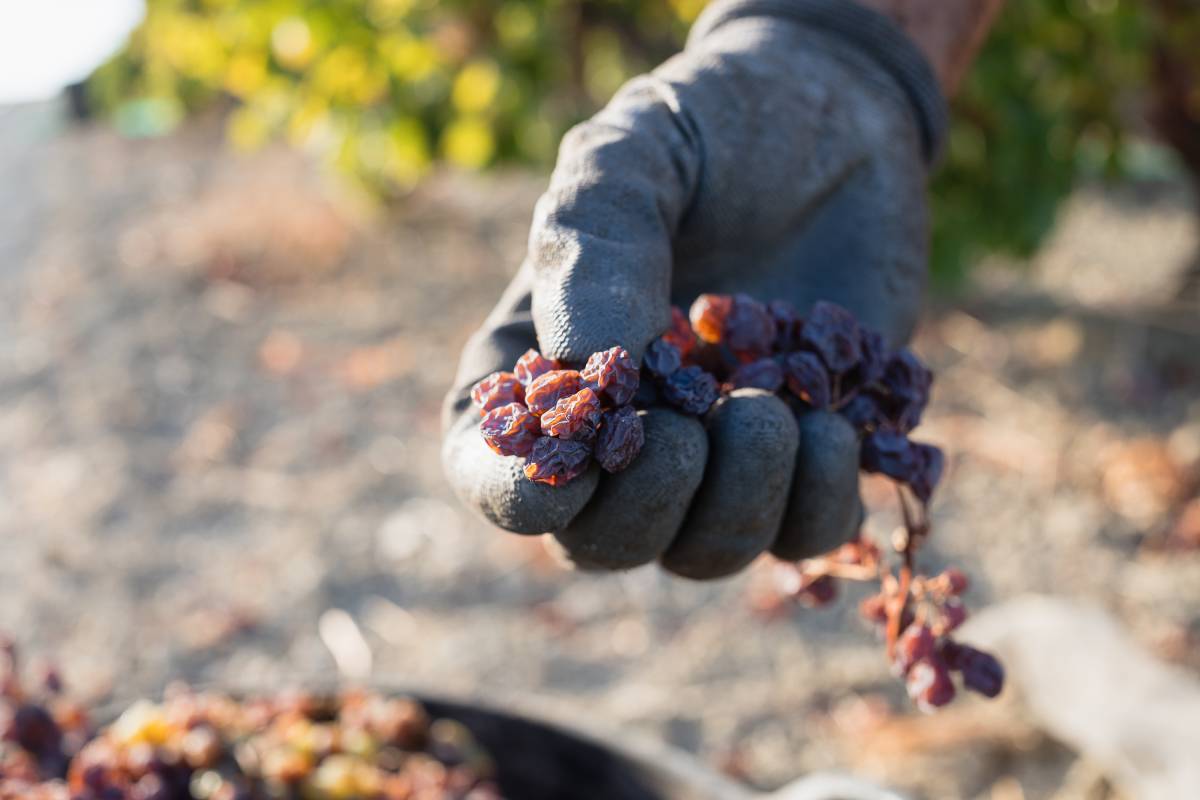 vendimia y Soleo de la uva Pedro Ximenez viña Esteve Gonzalez Byass - JUAN CARLOS TORO vendimia y Soleo de la uva Pedro Ximenez viña Esteve Gonzalez Byass