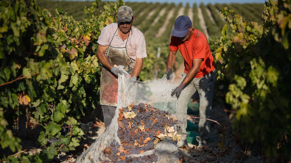 vendimia y Soleo de la uva Pedro Ximenez viña Esteve Gonzalez Byass - JUAN CARLOS TORO vendimia y Soleo de la uva Pedro Ximenez viña Esteve Gonzalez Byass