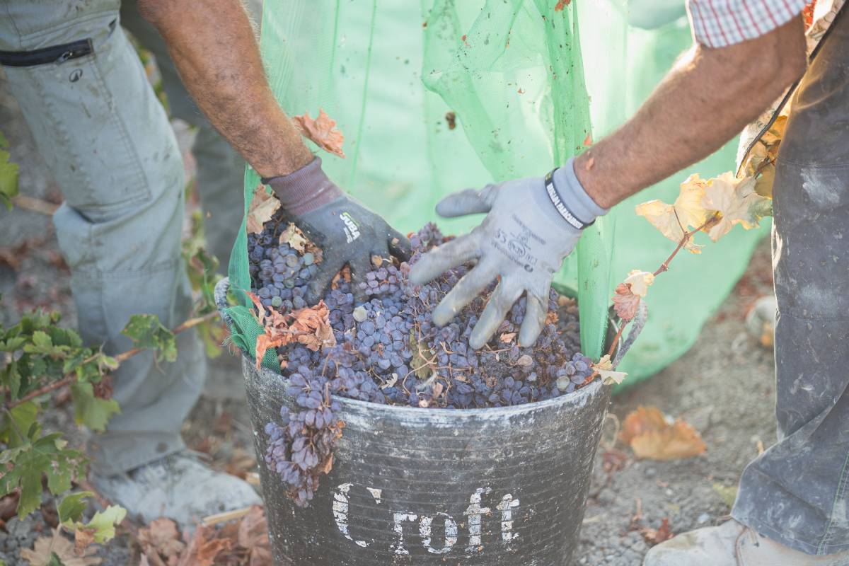 vendimia y Soleo de la uva Pedro Ximenez viña Esteve Gonzalez Byass - JUAN CARLOS TORO vendimia y Soleo de la uva Pedro Ximenez viña Esteve Gonzalez Byass