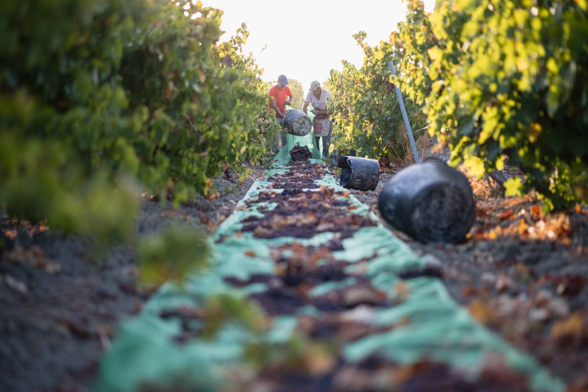 vendimia y Soleo de la uva Pedro Ximenez viña Esteve Gonzalez Byass - JUAN CARLOS TORO vendimia y Soleo de la uva Pedro Ximenez viña Esteve Gonzalez Byass