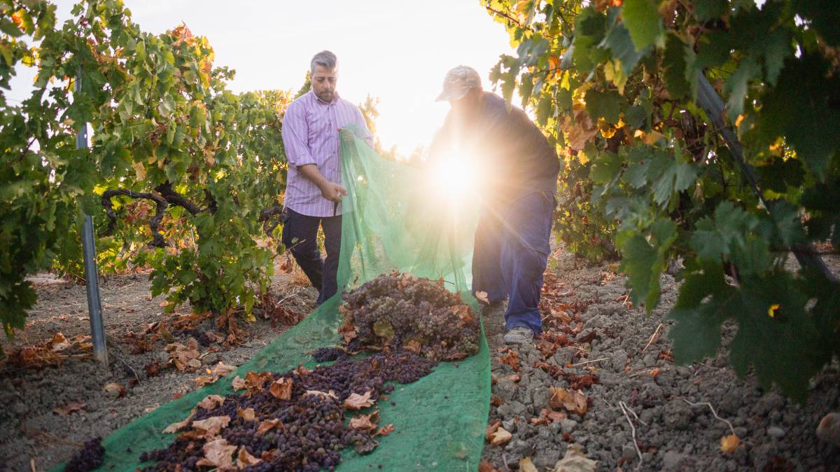 El sol transforma la Pedro Ximénez: así es el soleo de la uva en el Marco de Jerez