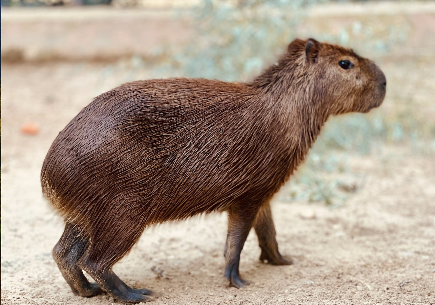 Una de las dos capibaras llegadas al Zoobotánico de Jerez. - Una de las dos capibaras llegadas al Zoobotánico de Jerez.