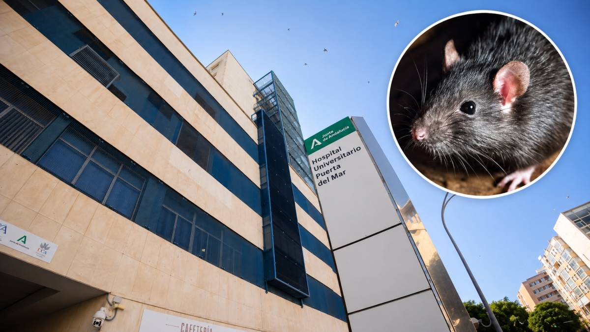 Una rata entra en la habitación de un paciente del Hospital Puerta del Mar, de Cádiz