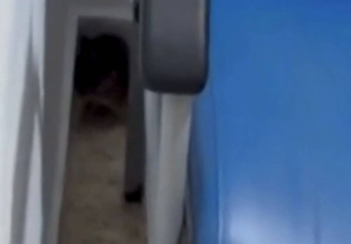 La rata del Puerta del Mar apareció un mes después de que el SAS anunciara una 'desratización': 