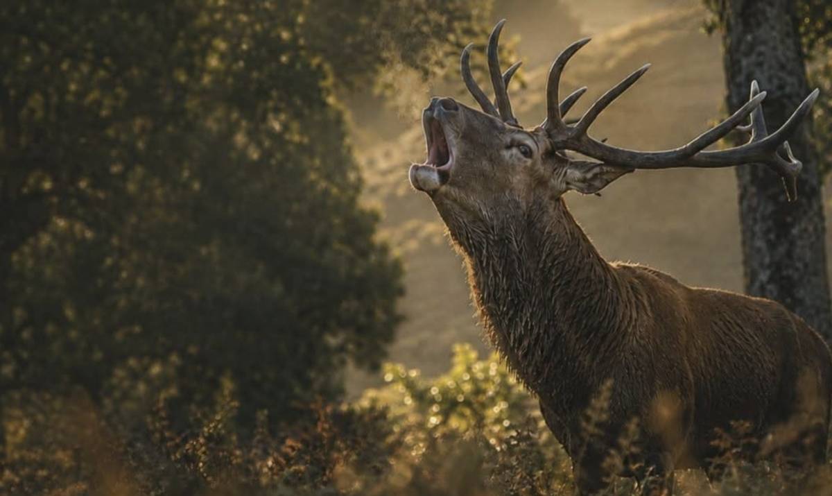 La berrea del ciervo ruge en Los Alcornocales: opciones para vivir esta experiencia salvaje en plena naturaleza