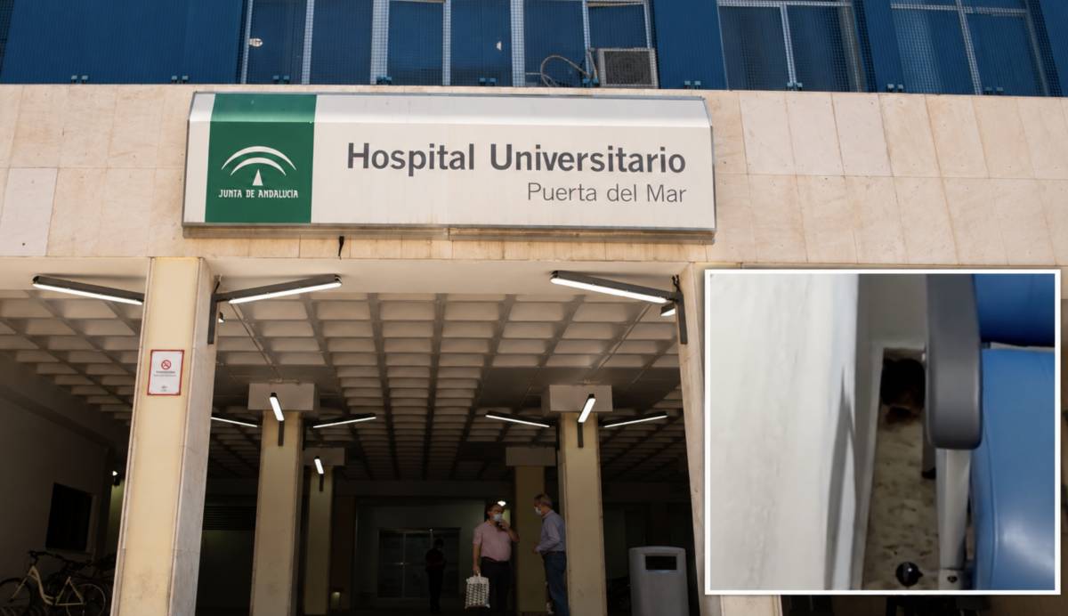 Habla la familia de San Fernando sorprendida por una "enorme" rata tras una operación en el Puerta del Mar de Cádiz