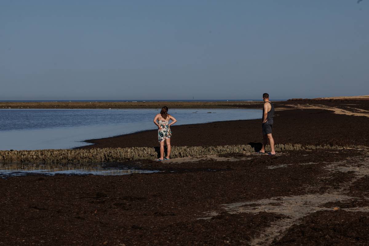 Corrales Pesca de Rota, Alga Invasora 