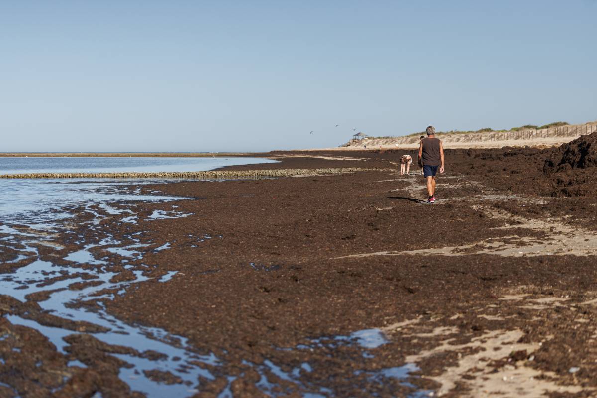 Corrales Pesca de Rota, Alga Invasora 
