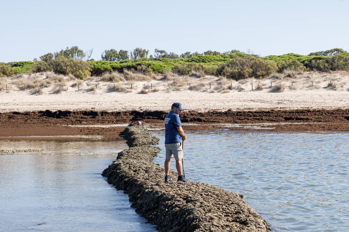 Corrales Pesca de Rota, Alga Invasora 