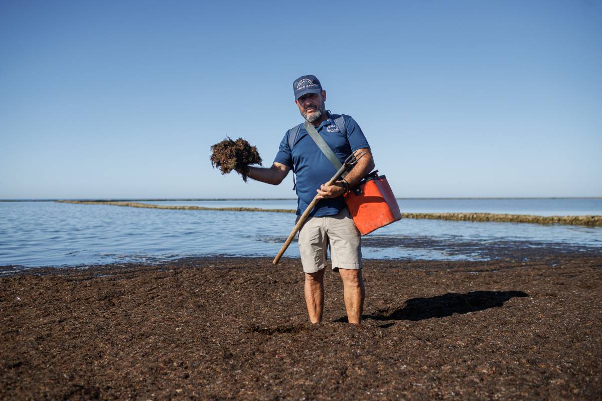 Corrales Pesca de Rota, Alga Invasora 