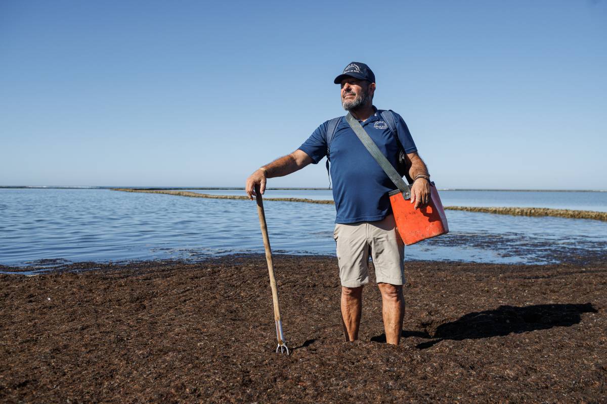 Corrales Pesca de Rota, Alga Invasora 
