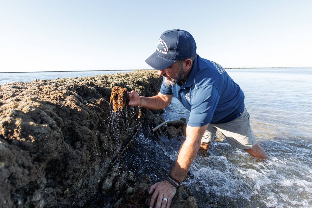 Corrales Pesca de Rota, Alga Invasora 