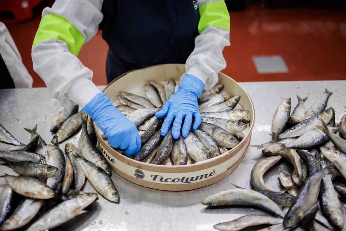 SALAZONES FICOLUME ISLA CERISTINA HUELVA MOJAMA SARDINAS - MANU GARCÍA SALAZONES FICOLUME ISLA CERISTINA HUELVA MOJAMA SARDINAS