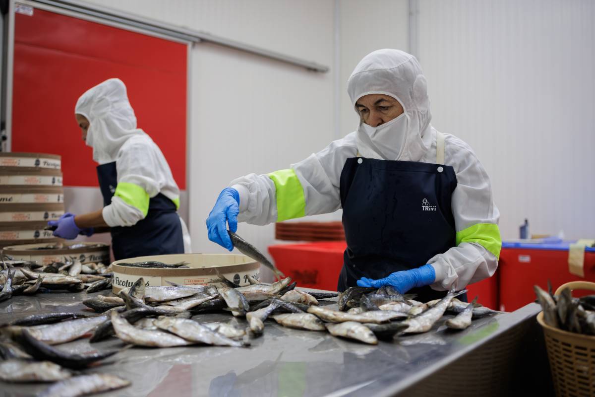 SALAZONES FICOLUME ISLA CERISTINA HUELVA MOJAMA SARDINAS - MANU GARCÍA SALAZONES FICOLUME ISLA CERISTINA HUELVA MOJAMA SARDINAS