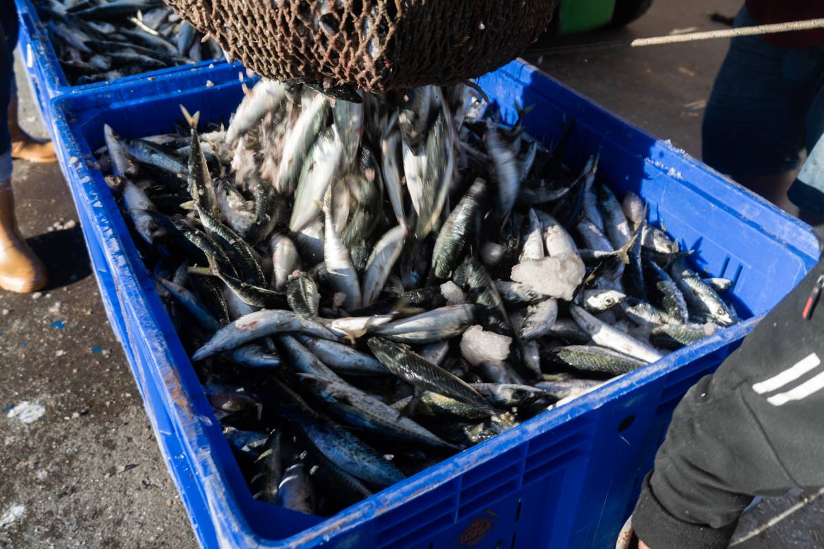 PESCA CABALLA PUERTO PESQUERO ISLA CRISTINA HUELVA - MANU GARCÍA PESCA CABALLA PUERTO PESQUERO ISLA CRISTINA HUELVA