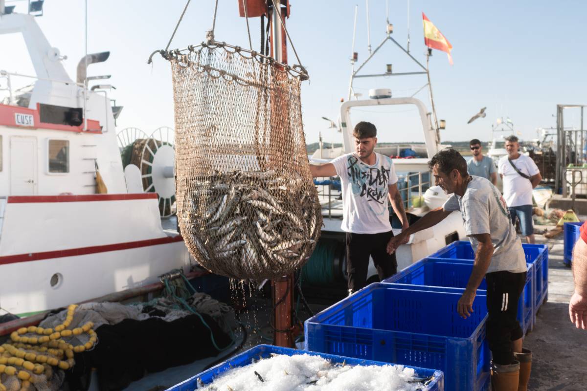 La caballa que triunfa en los restaurantes arruina a quienes la pescan: el SOS de los 'caballeros' de Huelva