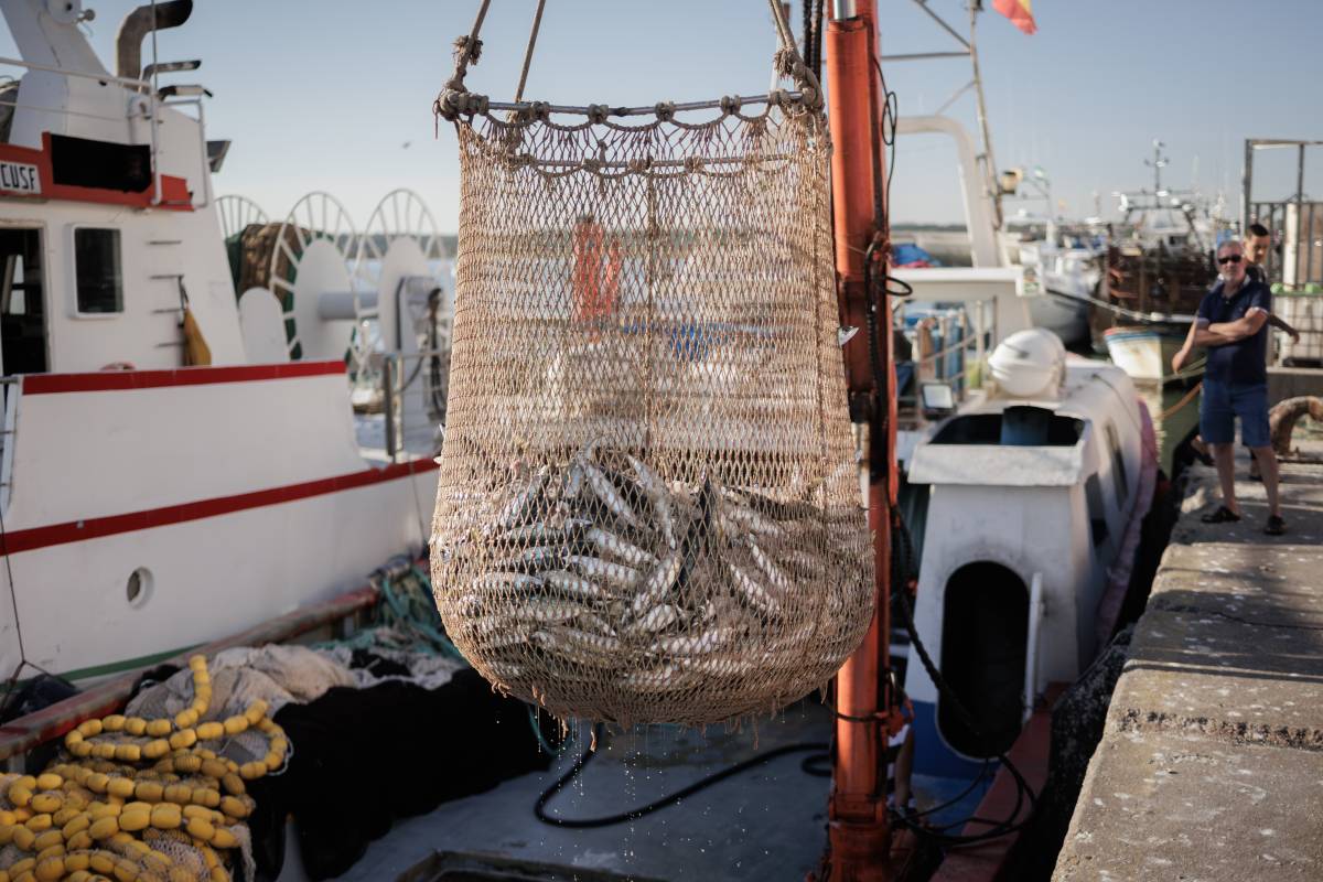 PESCA CABALLA PUERTO PESQUERO ISLA CRISTINA HUELVA - MANU GARCÍA PESCA CABALLA PUERTO PESQUERO ISLA CRISTINA HUELVA