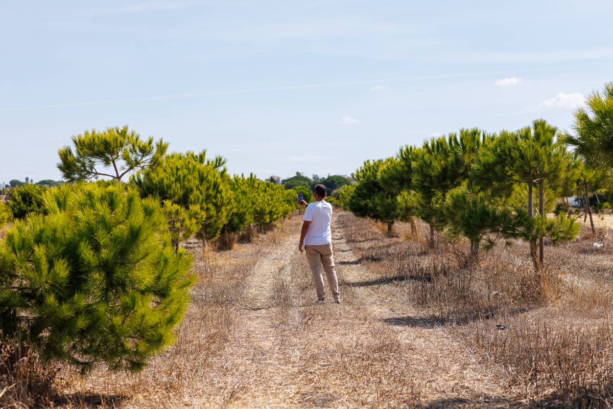 Un giro de 180 grados para reverdecer Chiclana: de plantar una veintena de árboles a más de 500 de media anual