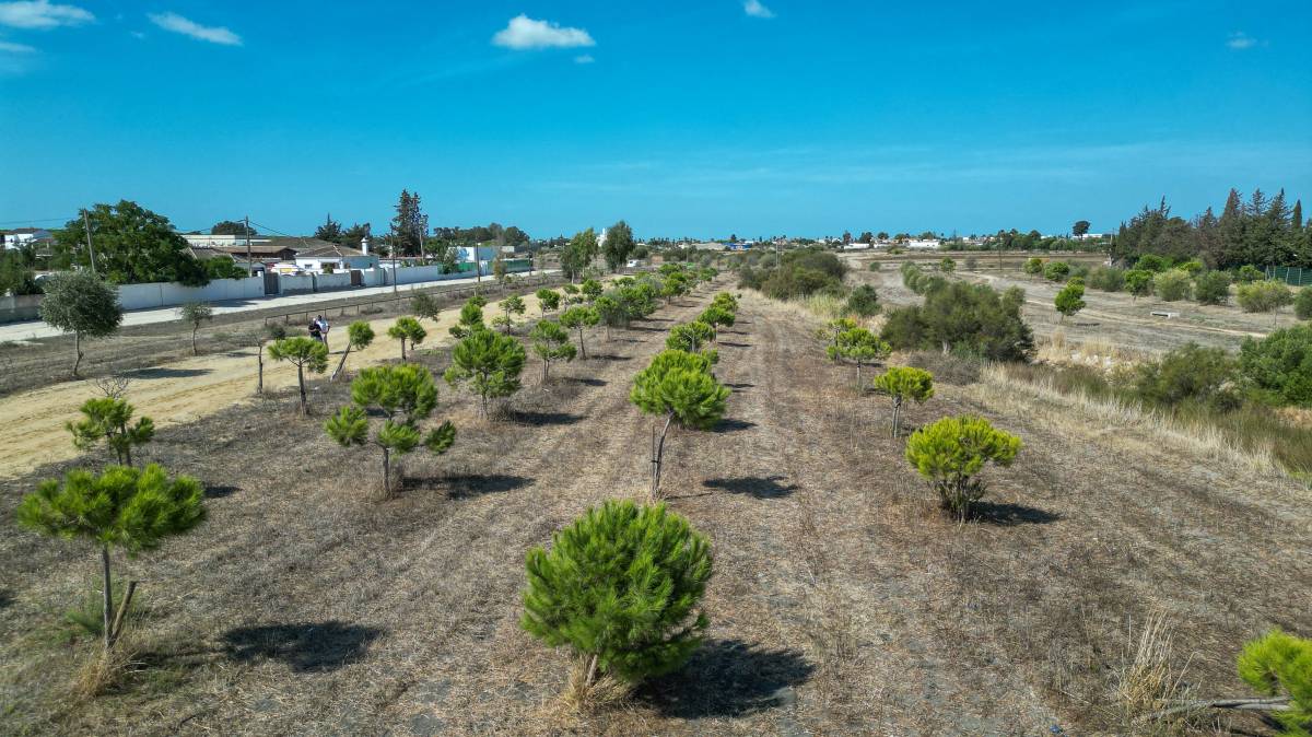 arboles Chiclana Roberto Palmero