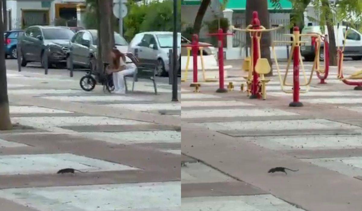 Sorpresa en la Barriada España: una rata atraviesa a gran velocidad una plaza de Jerez y activa una actuación municipal