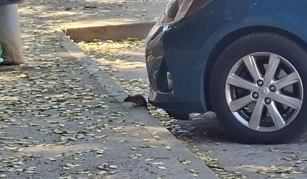 Ratas a plena vista en Jerez: las quejas vecinales llegan a San Telmo y La Marquesa