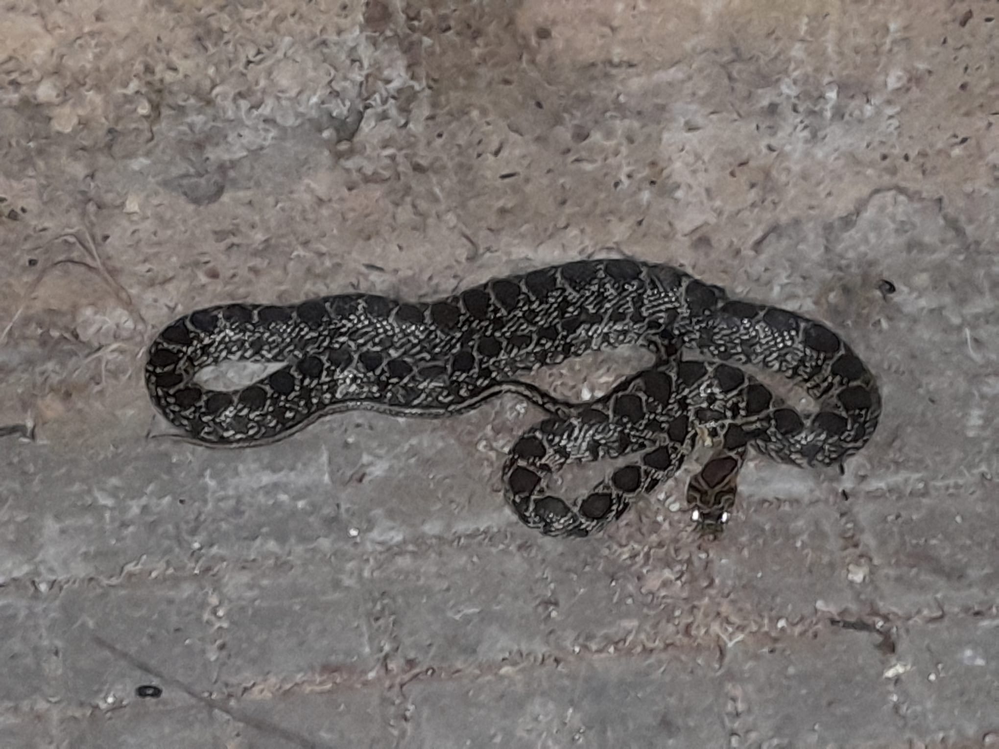 Una serpiente se cuela en el patio de una iglesia de Huelva: cómo actuar ante su aparición estelar con el calor