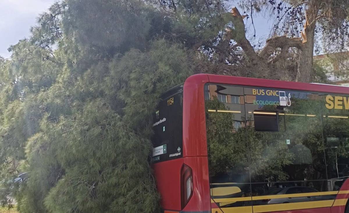 Cae una rama sobre el tranvibús en Sevilla Este: 