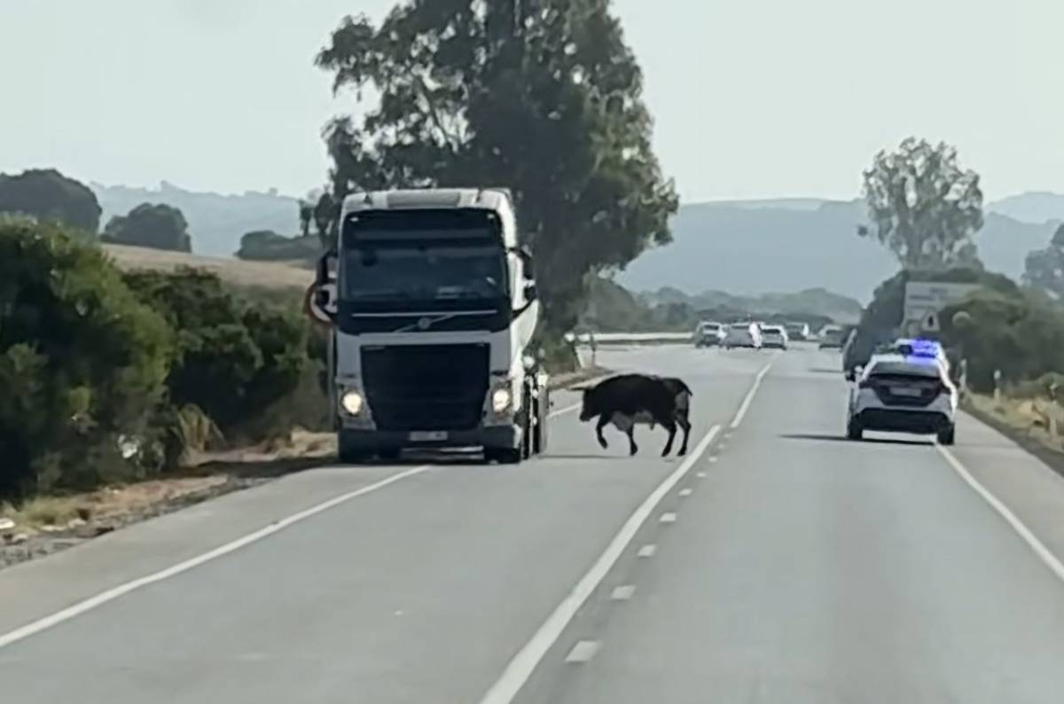 Un toro 'salta' a la carretera entre Chiclana y Medina y embiste a un camión y a un coche