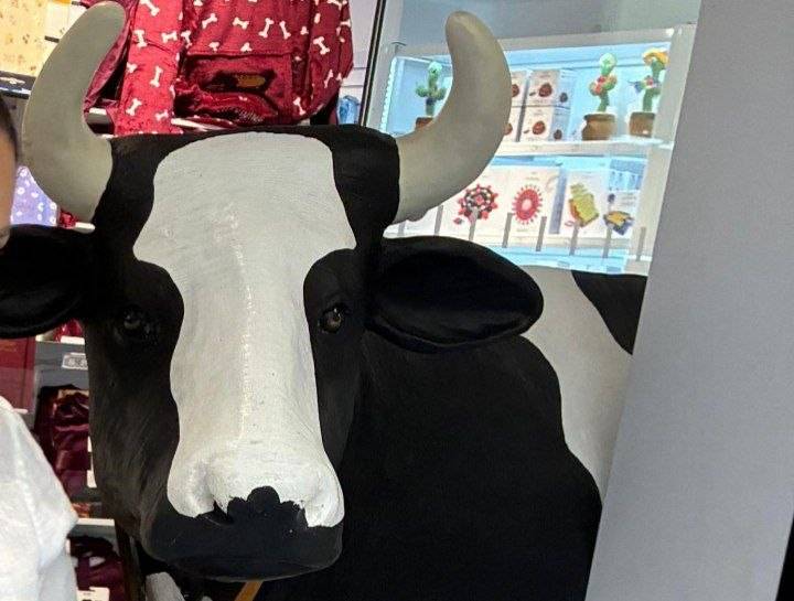 Vaca ya introducida en la tienda.