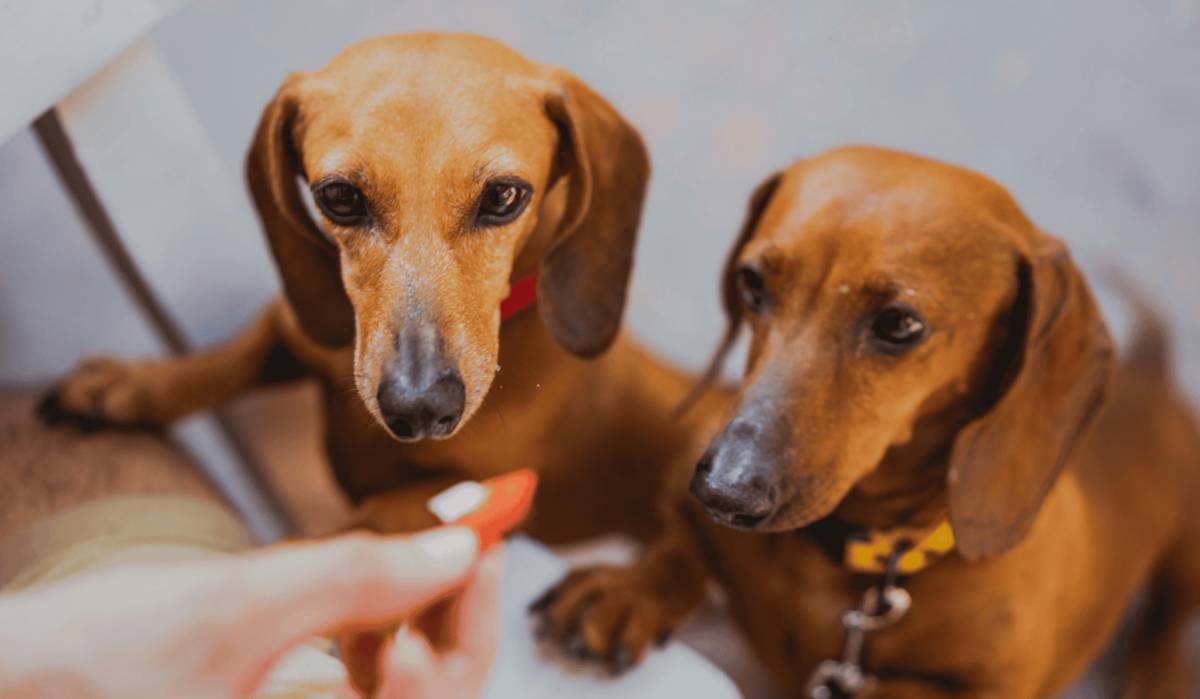 El estreno más perruno del Oktoberfest: El Puerto celebra su primer 'Dogtoberfest' en La Ribera