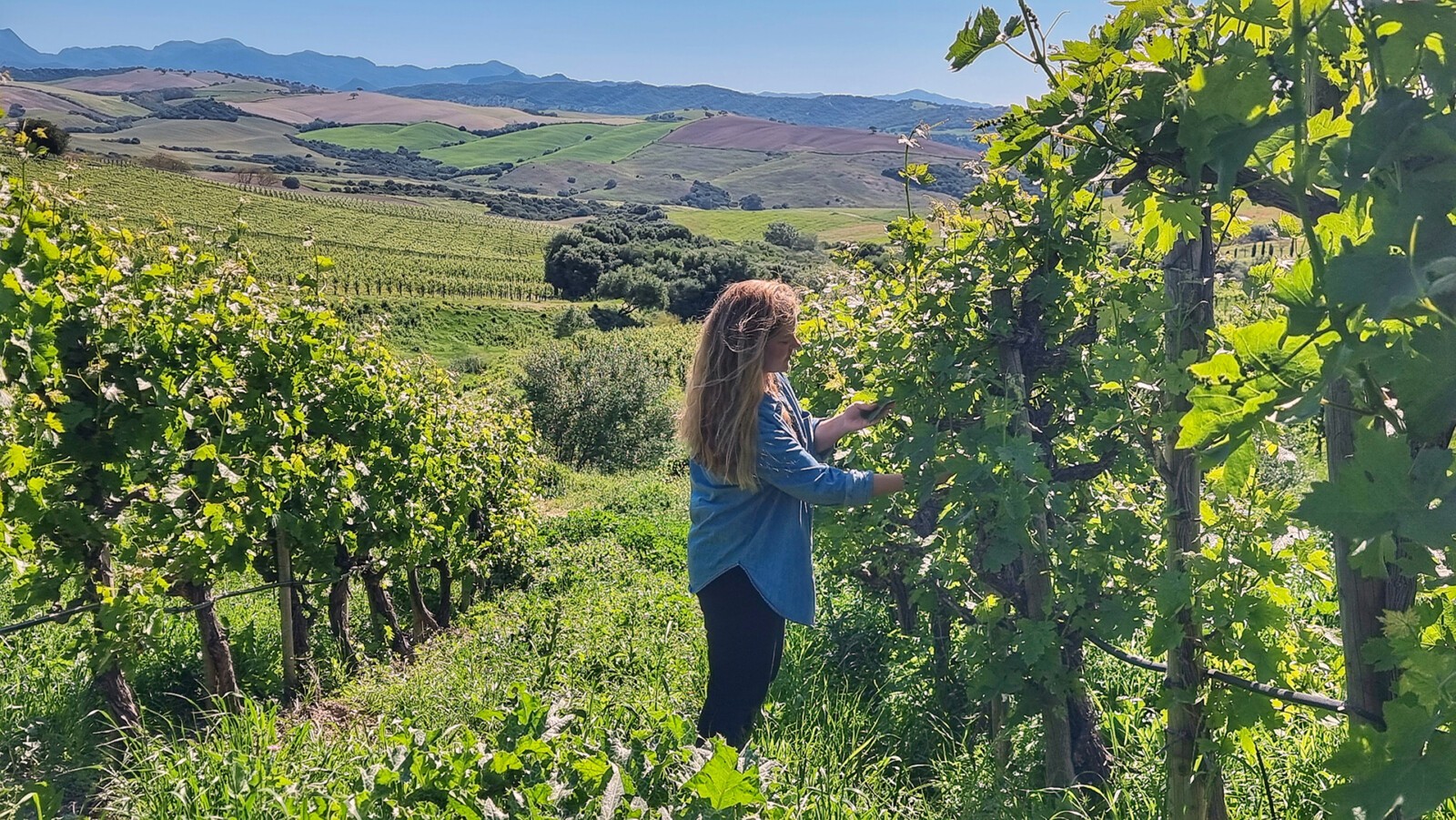 Valle Lozano: «El tesoro y el secreto de los vinos de Tesalia está en el trabajo en el campo»