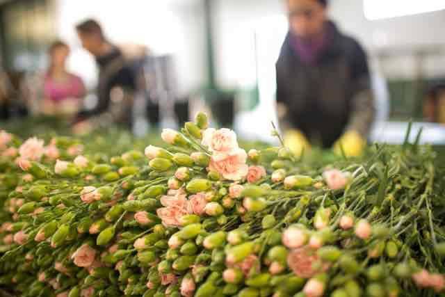 Los floricultores del Bajo Guadalquivir avisan para Tosantos: están “aburridos” con las altas temperaturas y la falta de líquidos contra las plagas