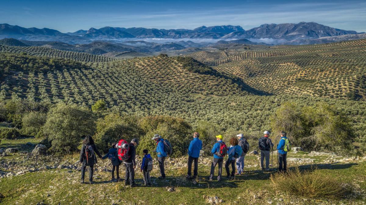 Turistas descubren un olivar en Jaén. - Turistas descubren un olivar en Jaén.