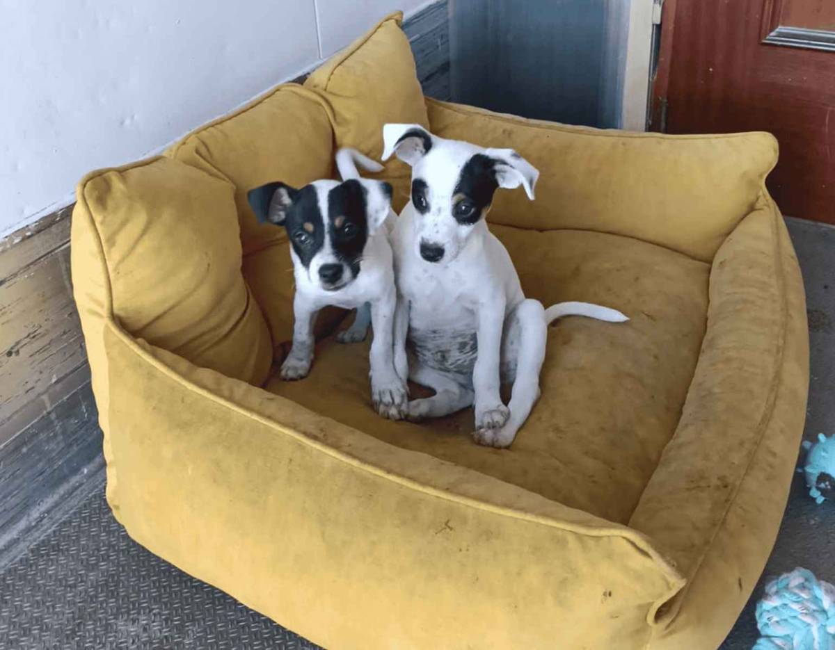 La desesperación de una familia de Jerez tras el robo de sus dos perros en Caulina: "Mis niñas no paran de llorar"