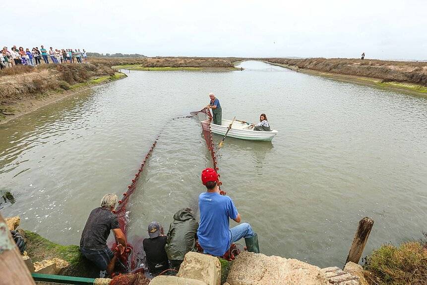 La nueva edición de la fiesta por el pescado de estero en Chiclana: degustaciones gratis, demostraciones, música y ludoteca infantil