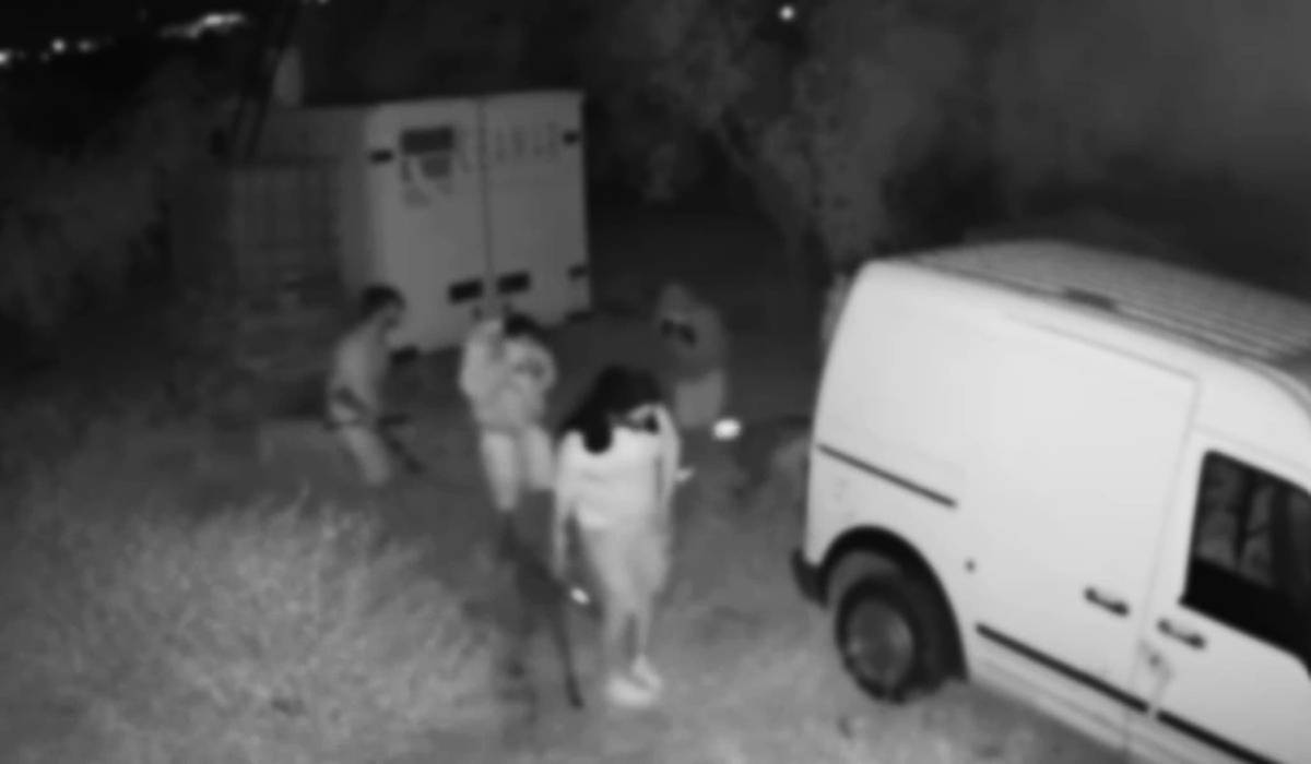 Roban ocho galgos de competición en una finca de Sevilla: dos acaban heridos al extirparles los microchips