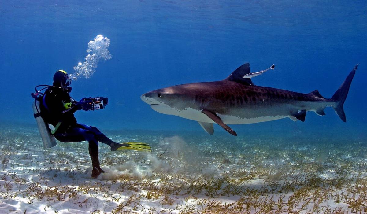 Manu San Félix, de National Geographic al reto de salvar los océanos en InnovAzul: la cita que lo lleva a Cádiz