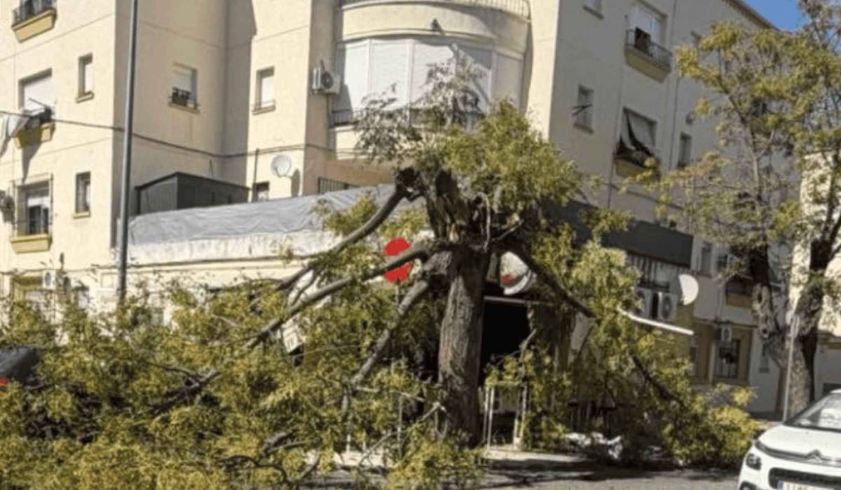 Milagro en Jerez tras la caída en La Constancia de un árbol de grandes dimensiones sobre la terraza del bar El Rubio