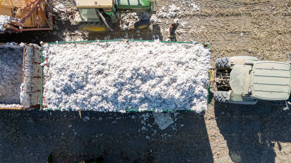 Algodón Marismas Lebrija, reportaje pisadores 