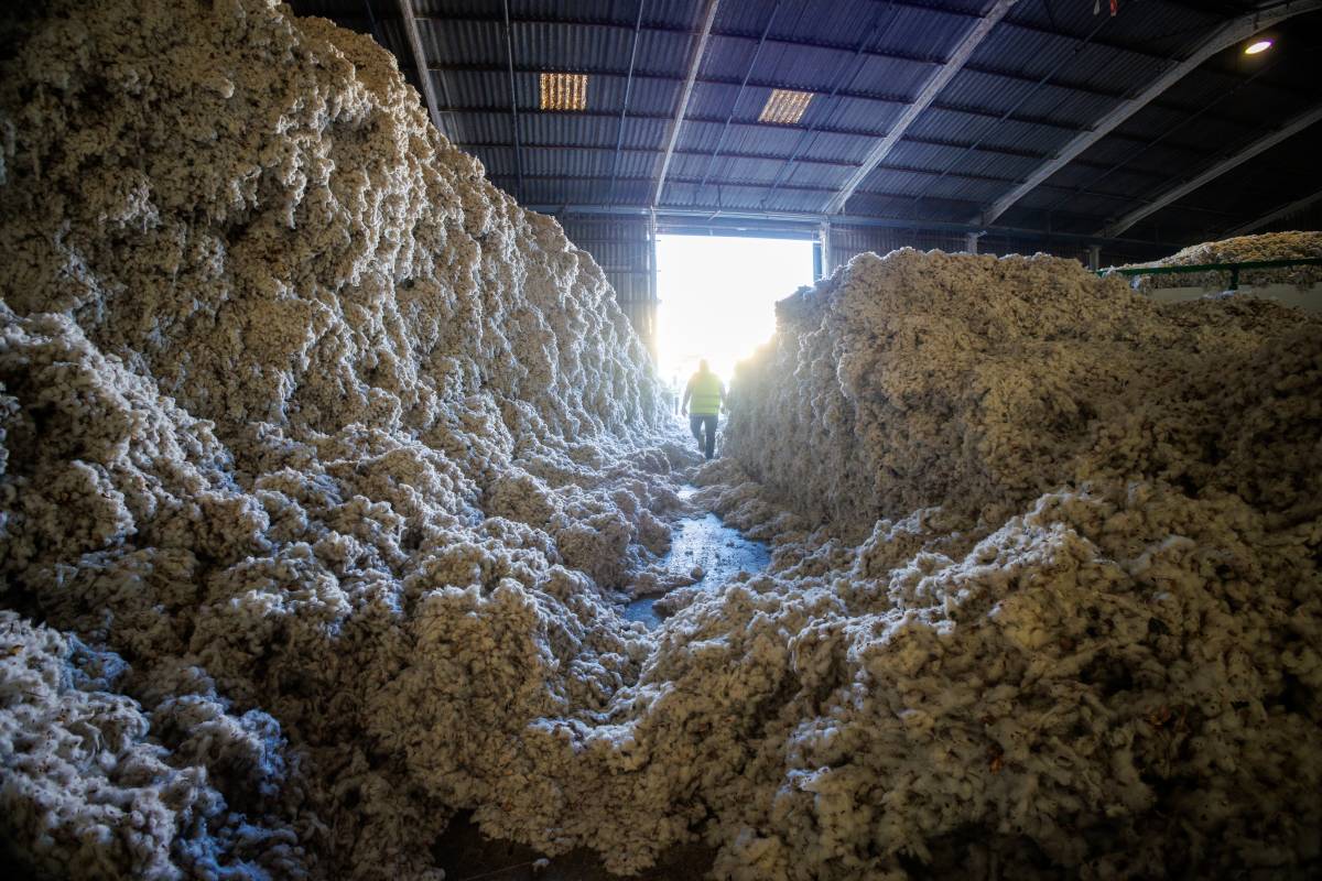 Algodón Marismas Lebrija, reportaje pisadores 