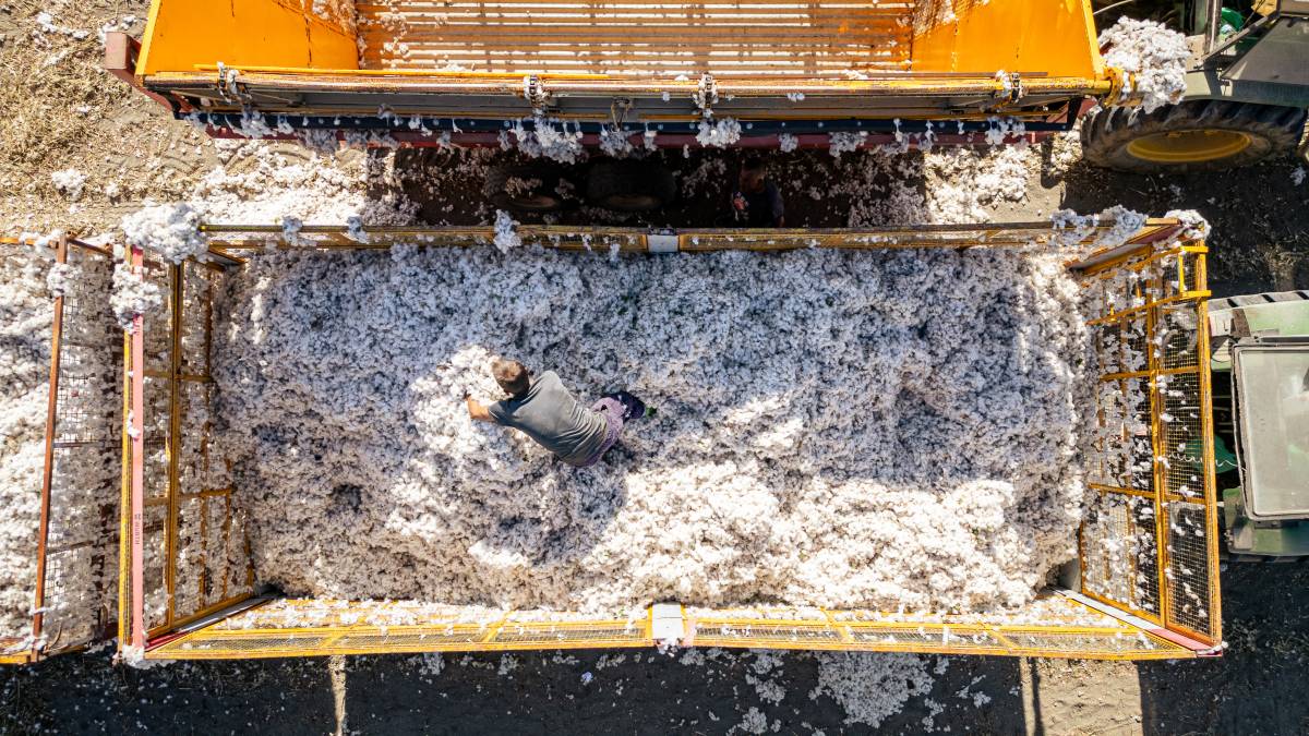 Algodón Marismas Lebrija, reportaje pisadores 