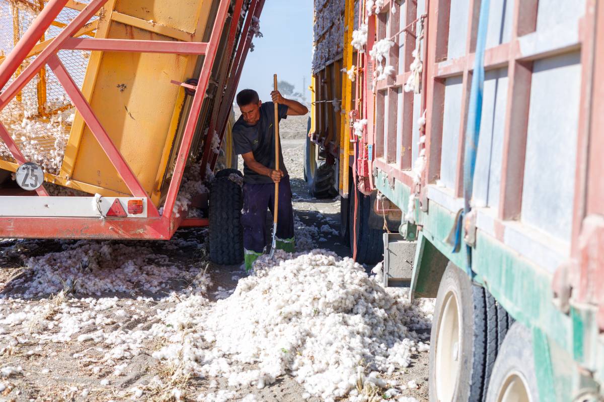 Algodón Marismas Lebrija, reportaje pisadores 