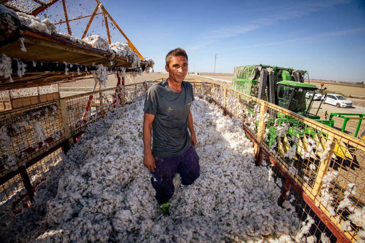 Los últimos pisadores de algodón en las marismas de Lebrija: 