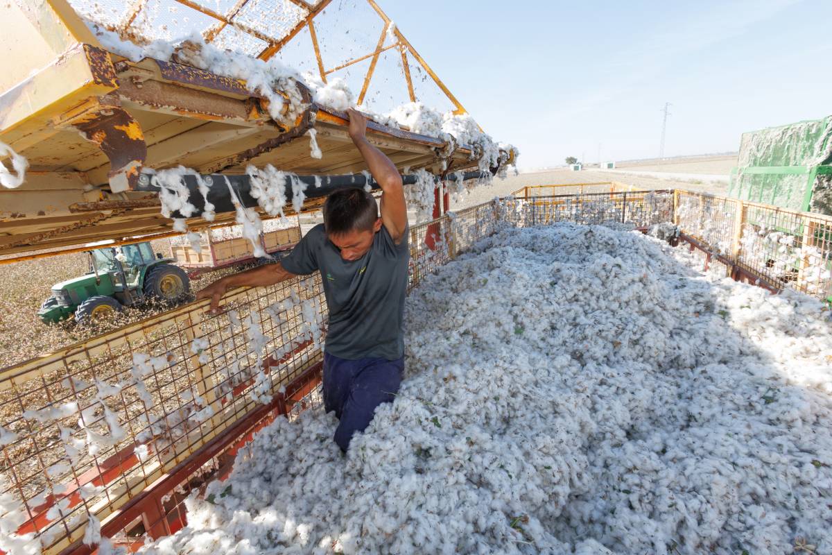 Algodón Marismas Lebrija, reportaje pisadores 