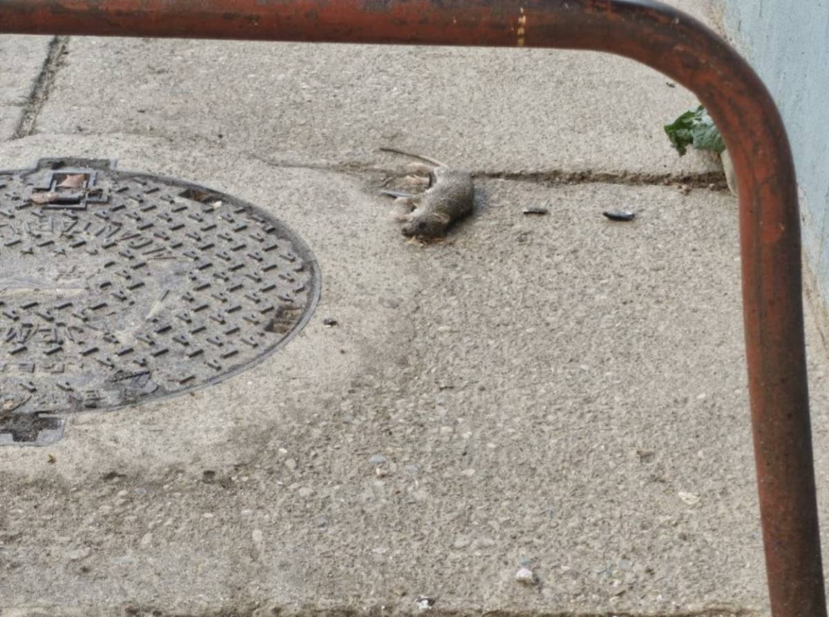 Una rata muerta en las instalaciones.