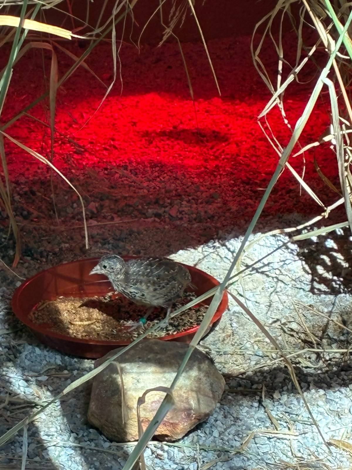 Los torillos andaluces del Zoo.