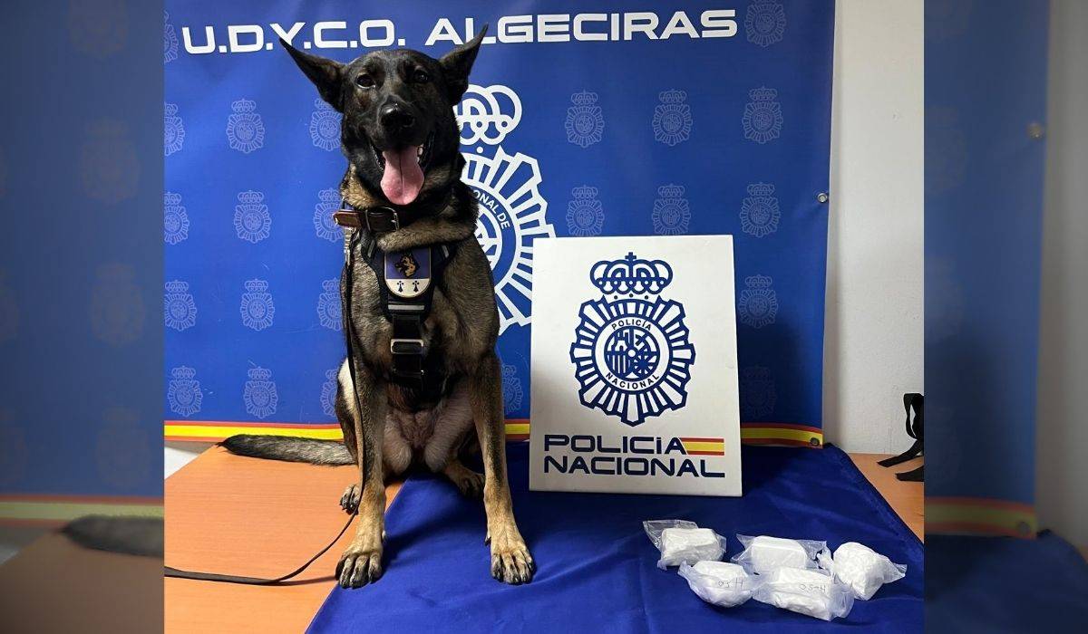 Shanel, la perra policía de la provincia de Cádiz que encontró 545 gramos de cocaína ocultos en un coche