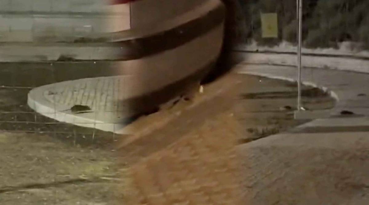 Ratas "como conejos" en un parque de Sevilla: "Es impresionante"