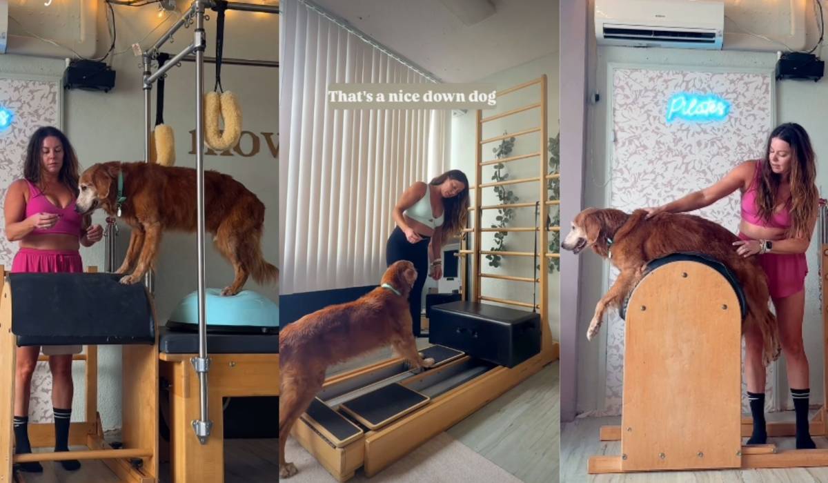 'Pilates perruno', el curioso método de una profesora para ayudar a su perro de 15 años a volver a caminar