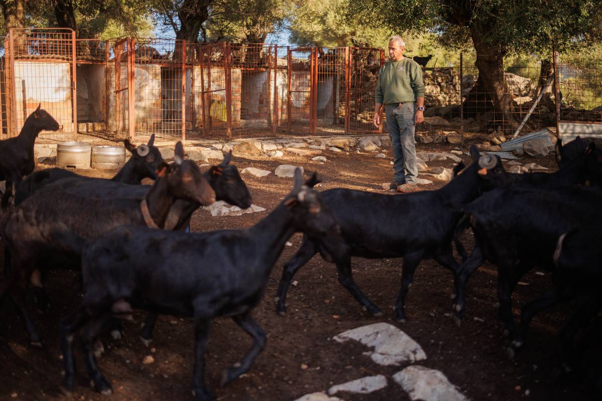 Domingo, el artesano que elabora quesos con la leche recién ordeñada de sus cabras en mitad de la Sierra de Grazalema